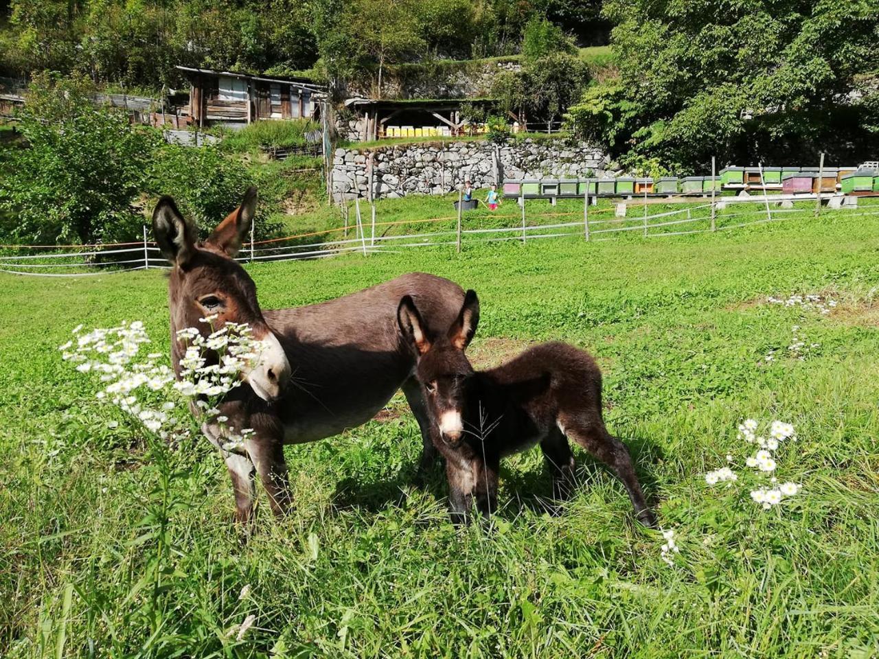 Agriturismo Dalla Natura La Salute Giustino Εξωτερικό φωτογραφία